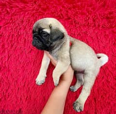 Male Pug puppy for sale 0