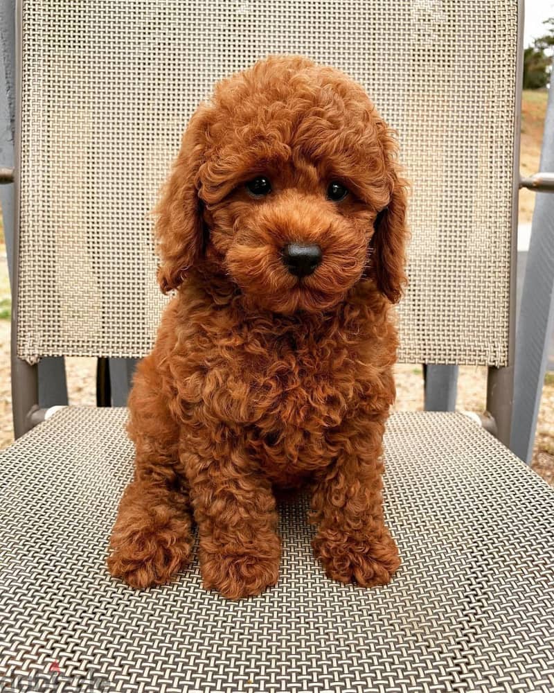 Poodle puppies // WhatsApp +971552543679 0