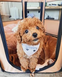 Tea Cup Poodle for sale . WHATSAPP +1 (484)718‑9164‬ 0