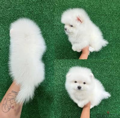 Micro Teacup Pomeranian Puppies for sale