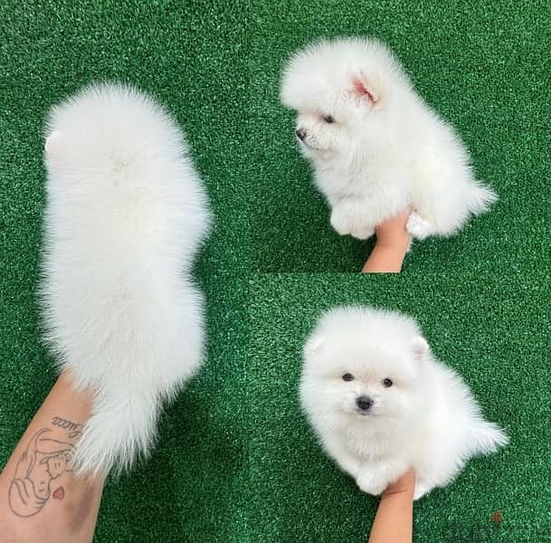 Mini Pomeranian for sale 0