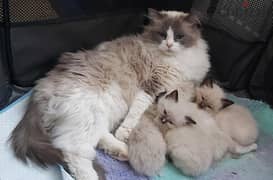 ragdoll kitten ready to go now 0