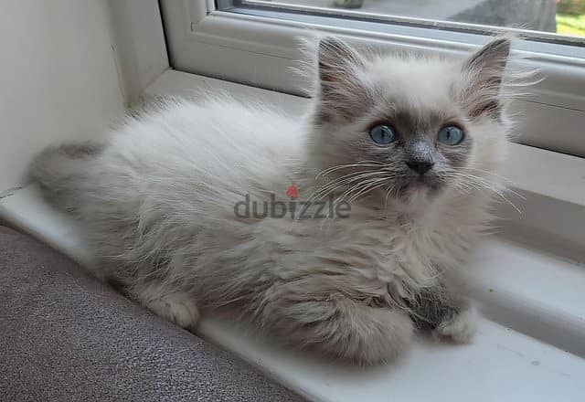 ragdoll kitten ready to go now 1