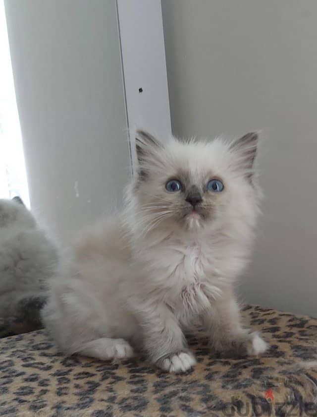 ragdoll kitten ready to go now 2