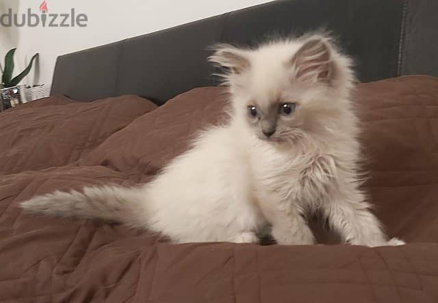 ragdoll kitten ready to go now 3