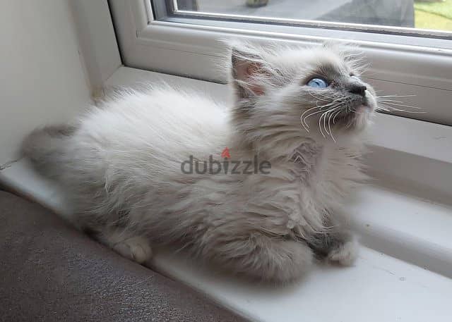 ragdoll kitten ready to go now 4