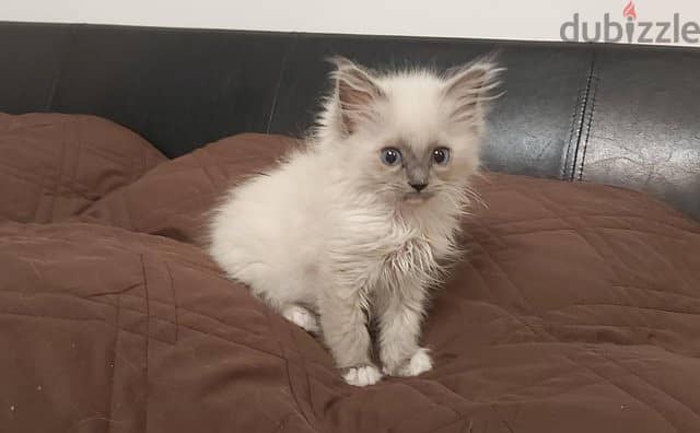 ragdoll kitten ready to go now 5