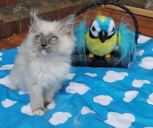 ragdoll kitten ready to go now 6