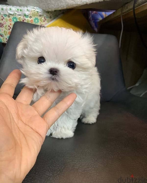 Trained Maltese for sale . WhatsApp me +14847189164‬ 0