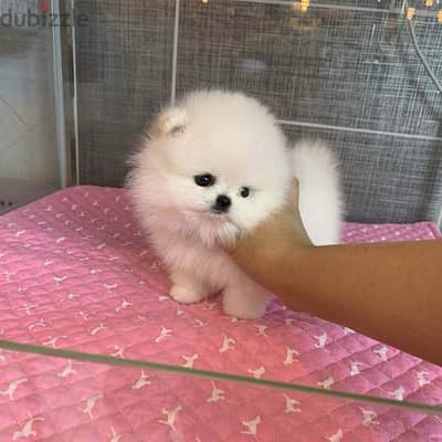 Tcup Pomeranian for sale WhatsApp me +14847189164‬