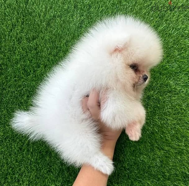 White Pom for sale . WhatsApp me ‪ +19087684279‬ 0