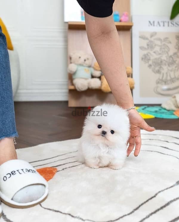 White Mini Pom for sale 0