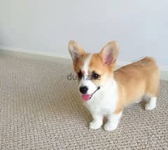 Male Corgi puppy for sale 0