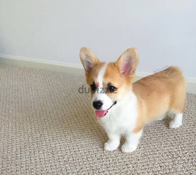 Male Corgi puppy for sale