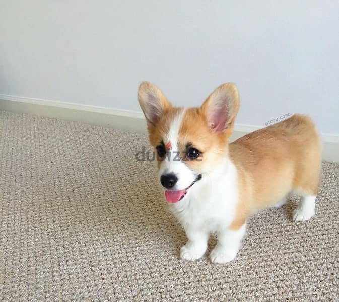 Male Corgi puppy for sale 0