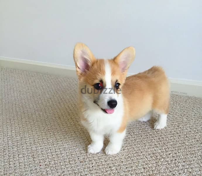 Male Corgi puppy for sale 1