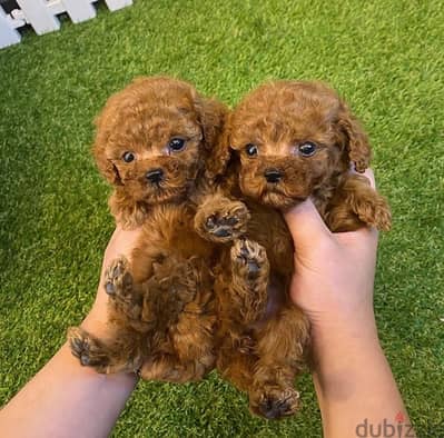 Tea Cup Poodle puppies