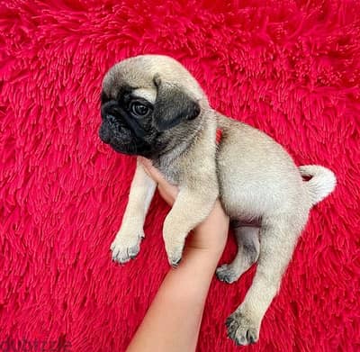 Male Pug for sale WhatsApp me ‪ +19087684279‬