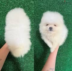 White pom puppy for sale . WhatsApp me ‪ +19087684279‬ 0