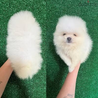 White pom puppy for sale