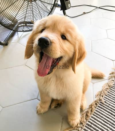 Golden retriever puppy