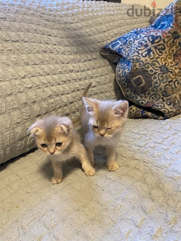 Scottish fold and straight 2