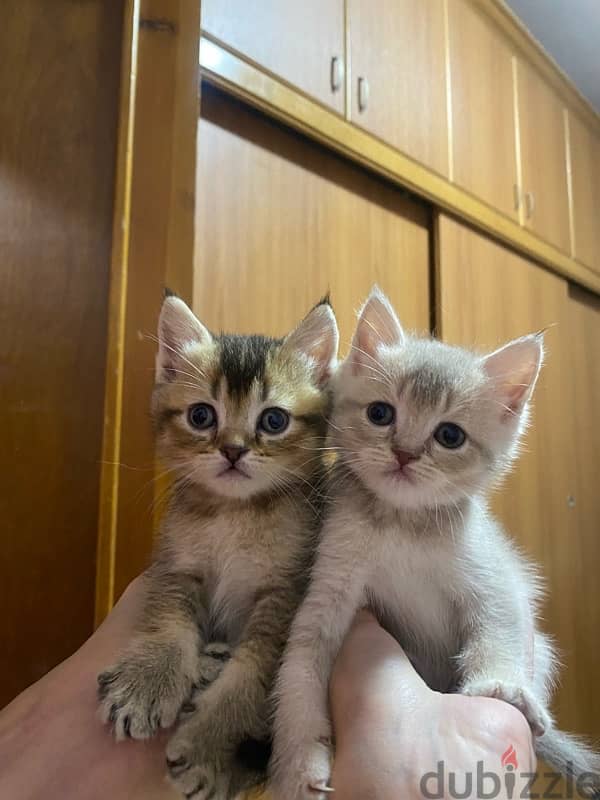 Scottish fold and straight 3