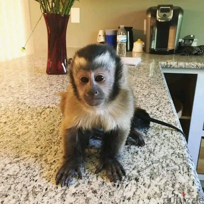 capuchin monkey//Whatsapp +971552543679 0