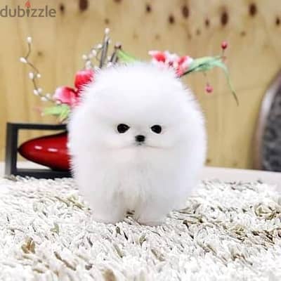 pomeranian