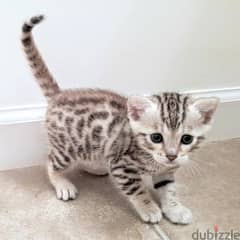 bengal cats// Whatsapp +971502618837 0