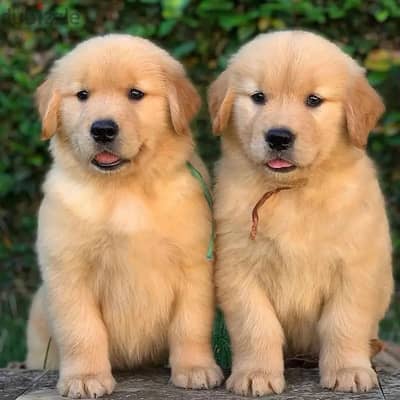 Golden Retriever // Whatsapp +971552543679