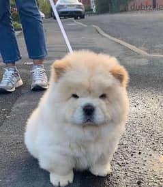 chow chow puppies// Whatsapp +971502618837 0