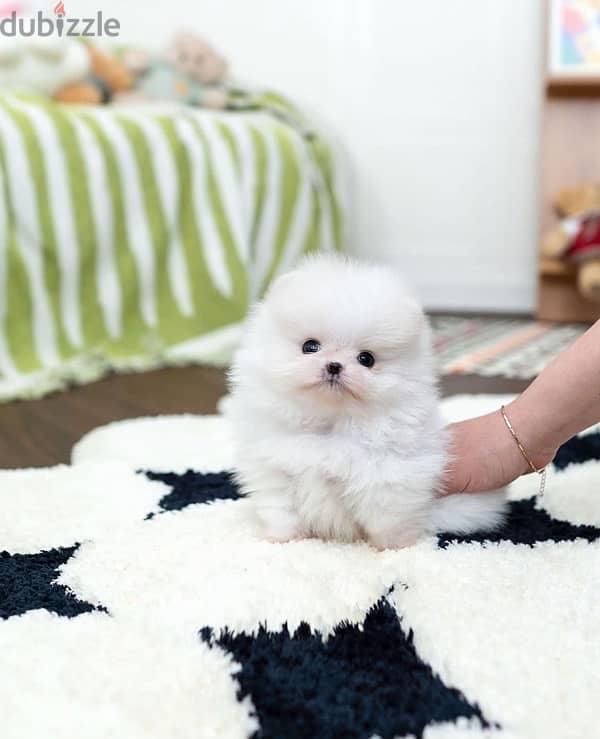 Mini Pomeranian for sale 0