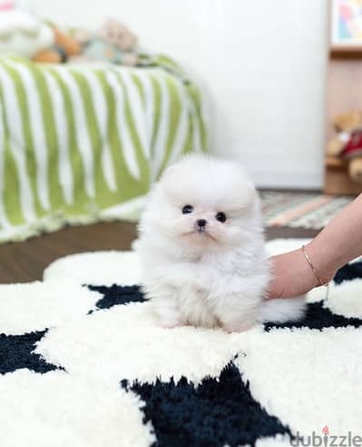 Tea Cup Pomeranian for sale