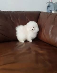 Pomeranian puppy for sale 0