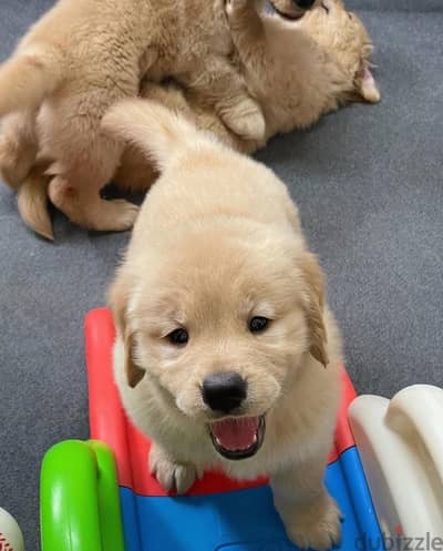 Golden retriever for sale