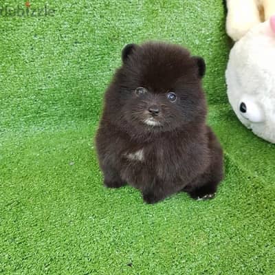 Black Pomeranian for sale