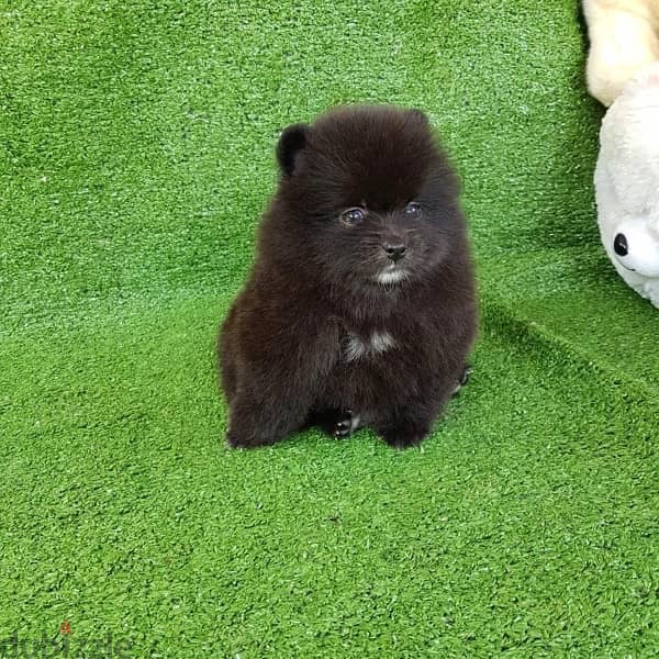 Black Pomeranian for sale 1