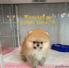 Male Pomeranian for sale.  WhatsApp me +1 (908) 768‑4279 0