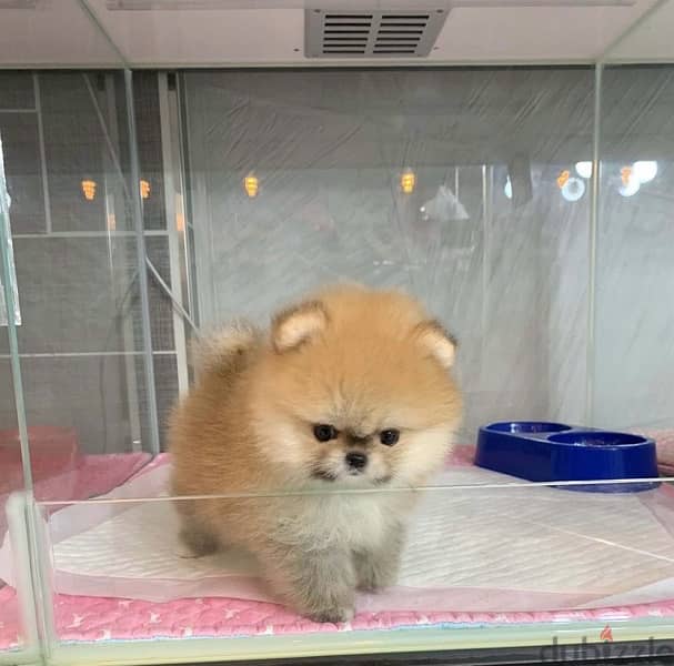 Male Pomeranian for sale.  WhatsApp me +1 (908) 768‑4279 1