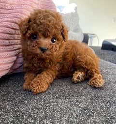 Purebred Poodle for sale 0