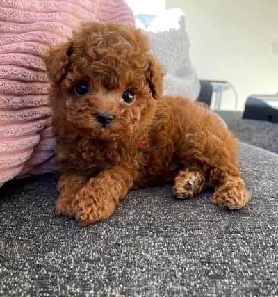 Purebred Poodle for sale