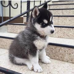 Siberian Husky// Whatsapp +971552543679 0