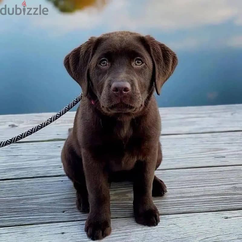 Labrador Puppies// Whatsapp +971552543679 0