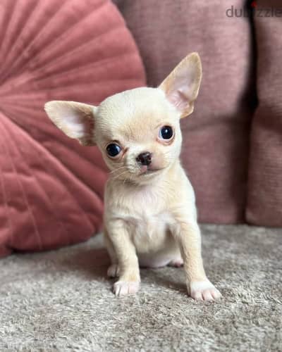 Chihuahua puppies// Whatsapp +971502618837