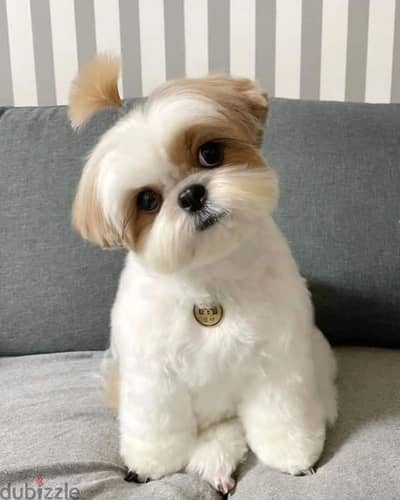 Shih