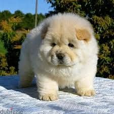 Chow Chow puppies// Whatsapp +971552543679