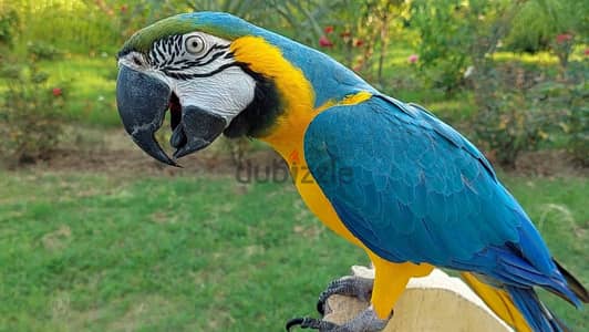 Macaw