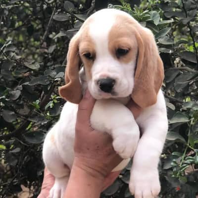 Beagle puppies// Whatsapp +971502618837