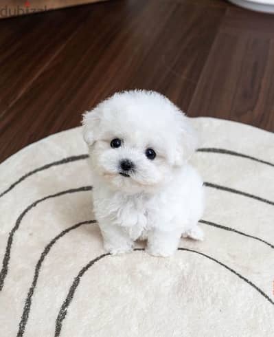 white Poodle for sale